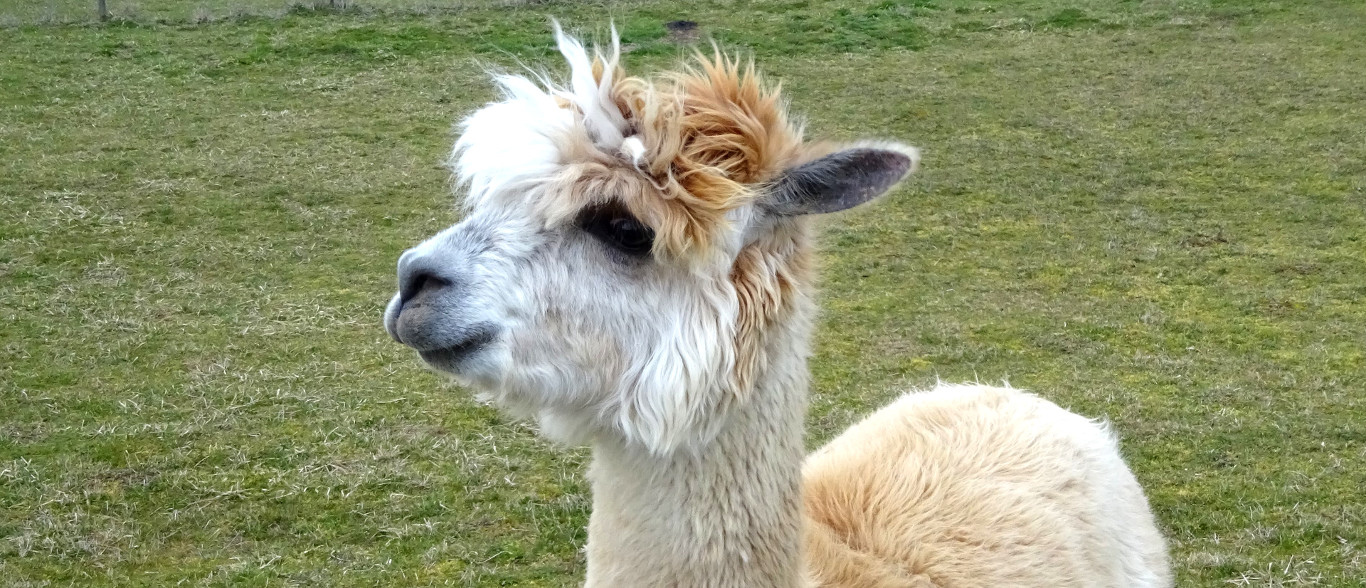 llama